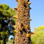 Grass Tree (Xanthorrhoea media), The Royal Botanic Garden Sydney NSW