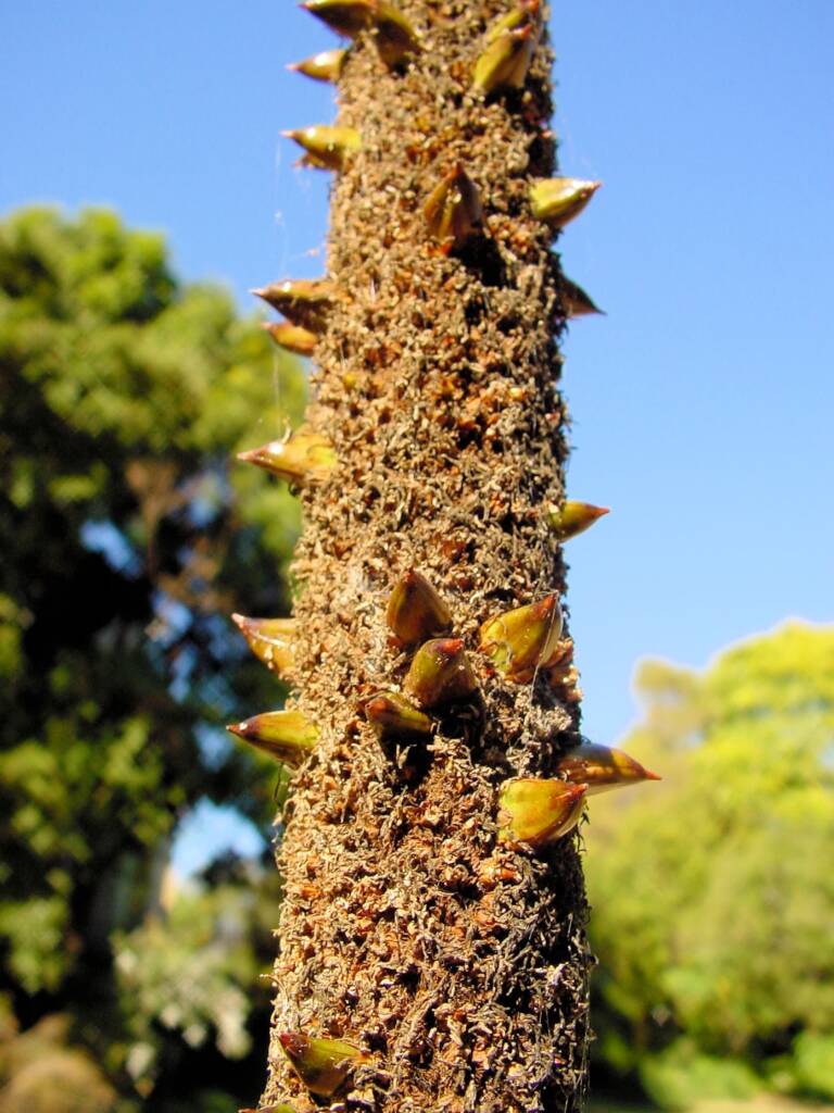 Grass Tree (Xanthorrhoea media), The Royal Botanic Garden Sydney NSW