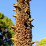 Grass Tree (Xanthorrhoea media), The Royal Botanic Garden Sydney NSW