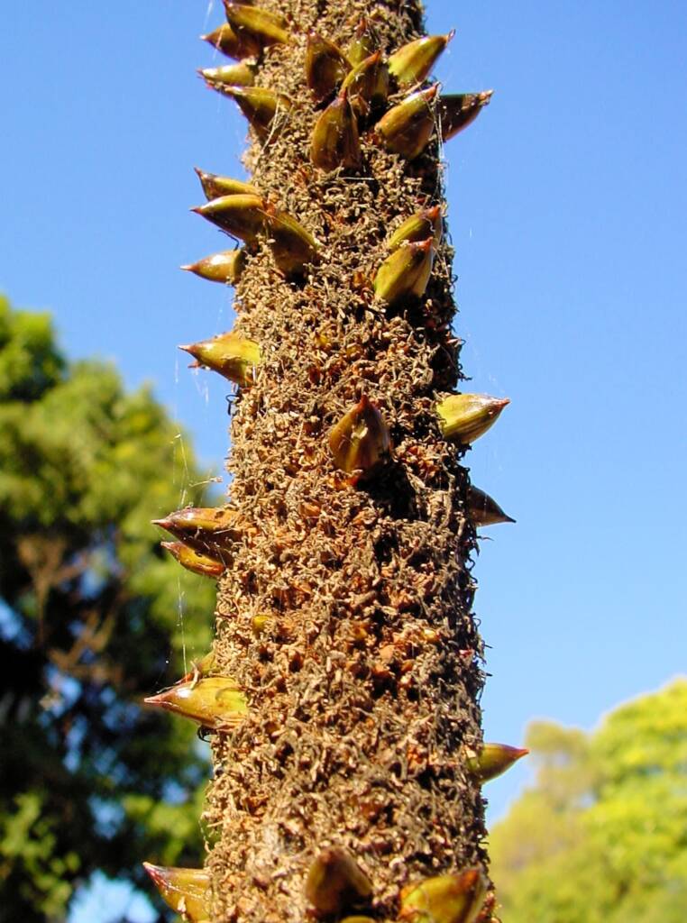 Grass Tree (Xanthorrhoea media), The Royal Botanic Garden Sydney NSW