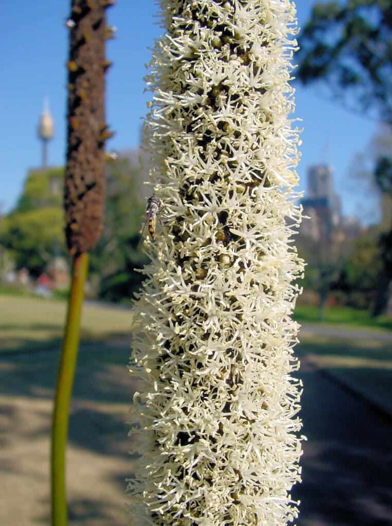 Grass Tree (Xanthorrhoea media), The Royal Botanic Garden Sydney NSW