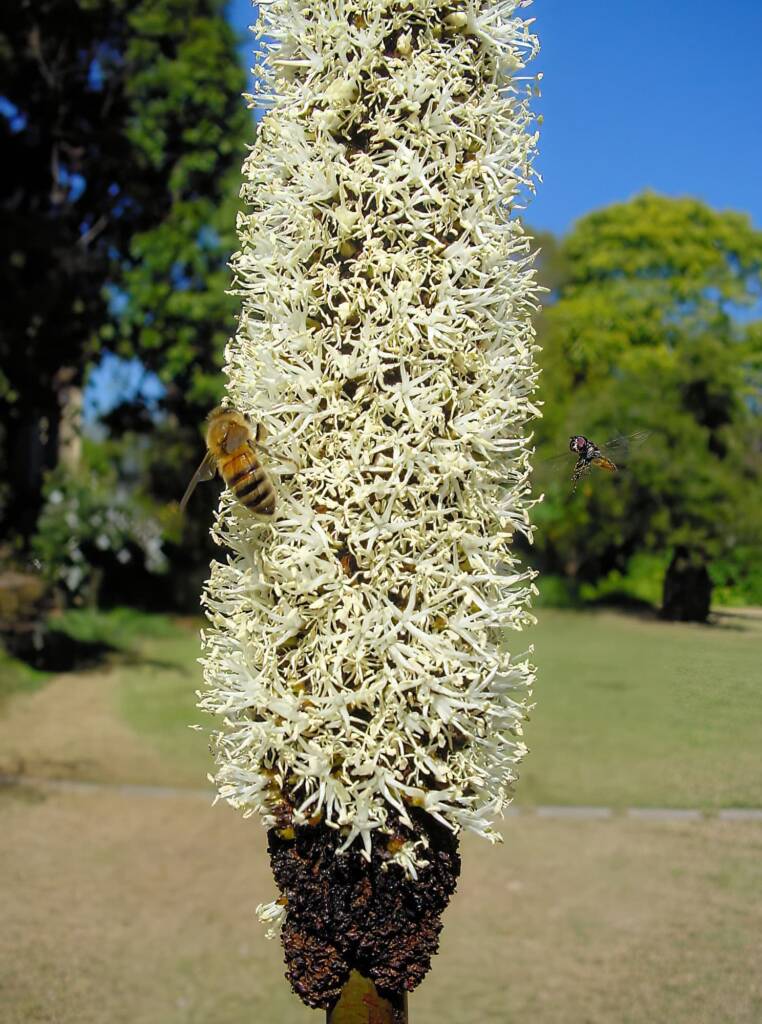 Grass Tree (Xanthorrhoea media), The Royal Botanic Garden Sydney NSW