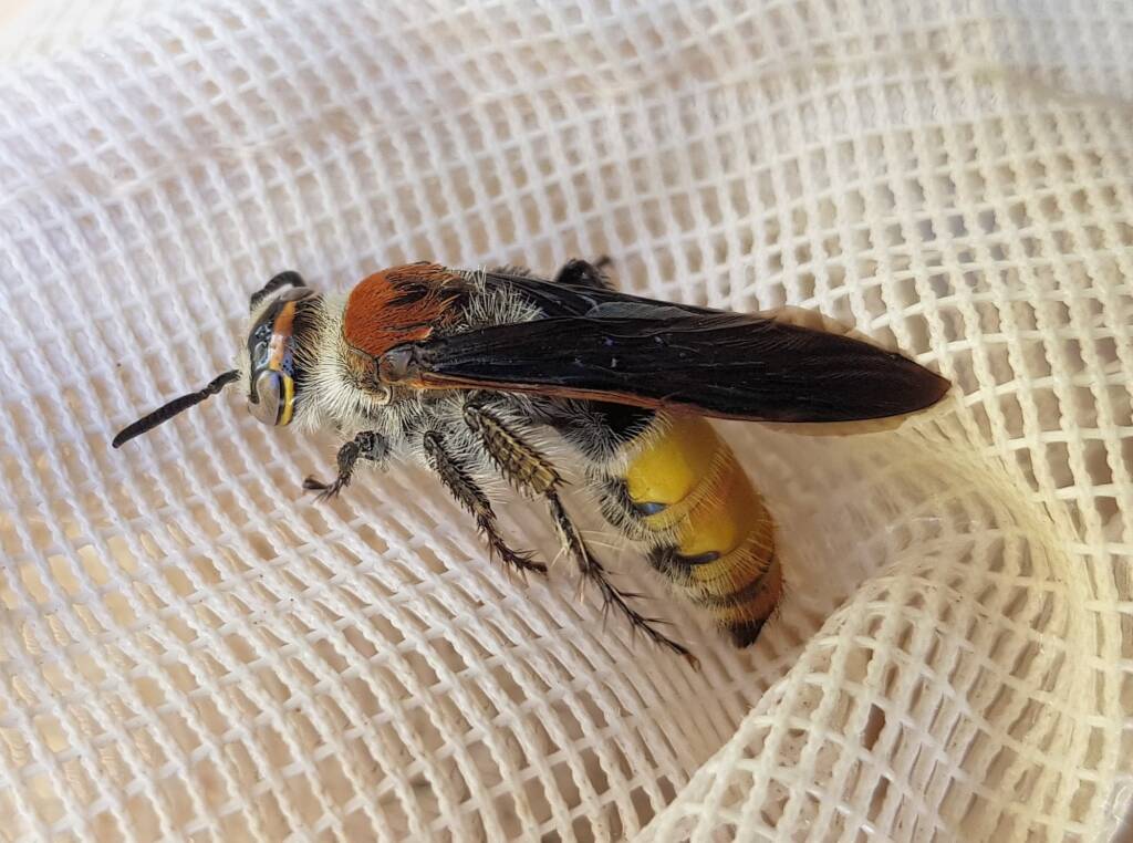 Yellow Hairy Flower Wasp (Radumeris radula), Alice Springs NT