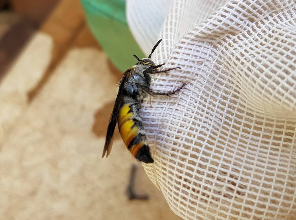 Yellow Hairy Flower Wasp (Radumeris radula), Alice Springs NT