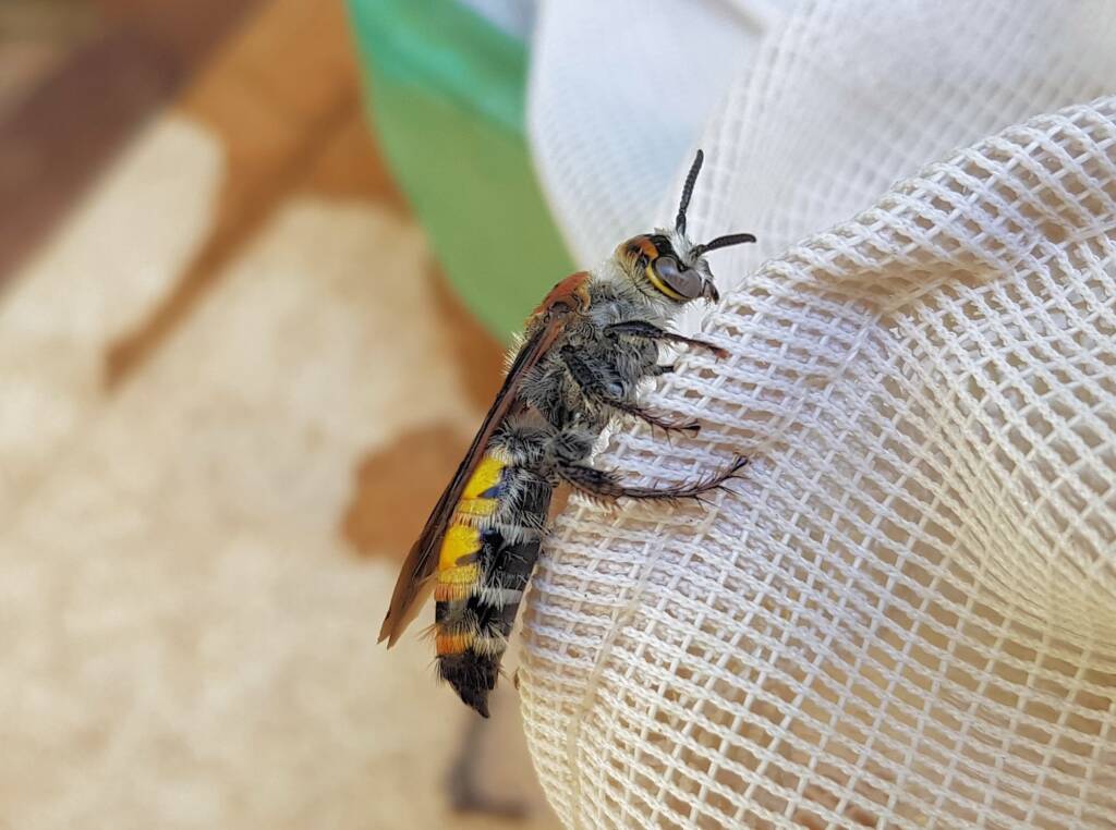 Yellow Hairy Flower Wasp (Radumeris radula), Alice Springs NT
