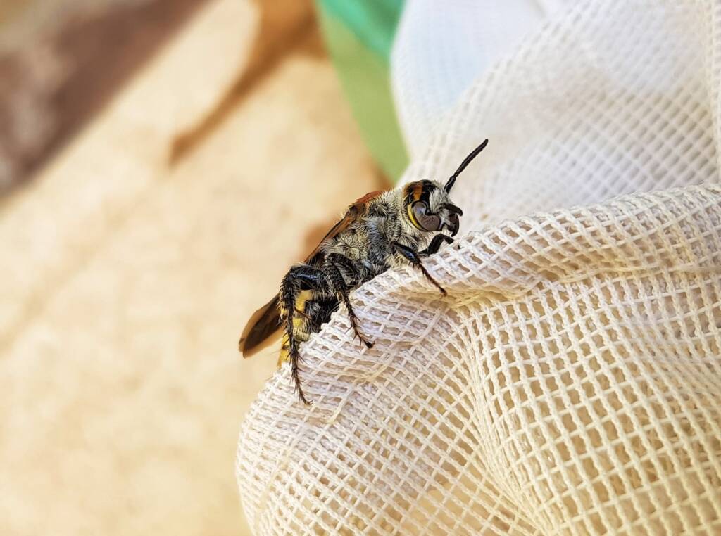 Yellow Hairy Flower Wasp (Radumeris radula), Alice Springs NT