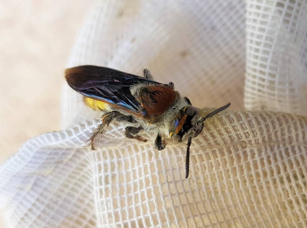 Yellow Hairy Flower Wasp (Radumeris radula), Alice Springs NT