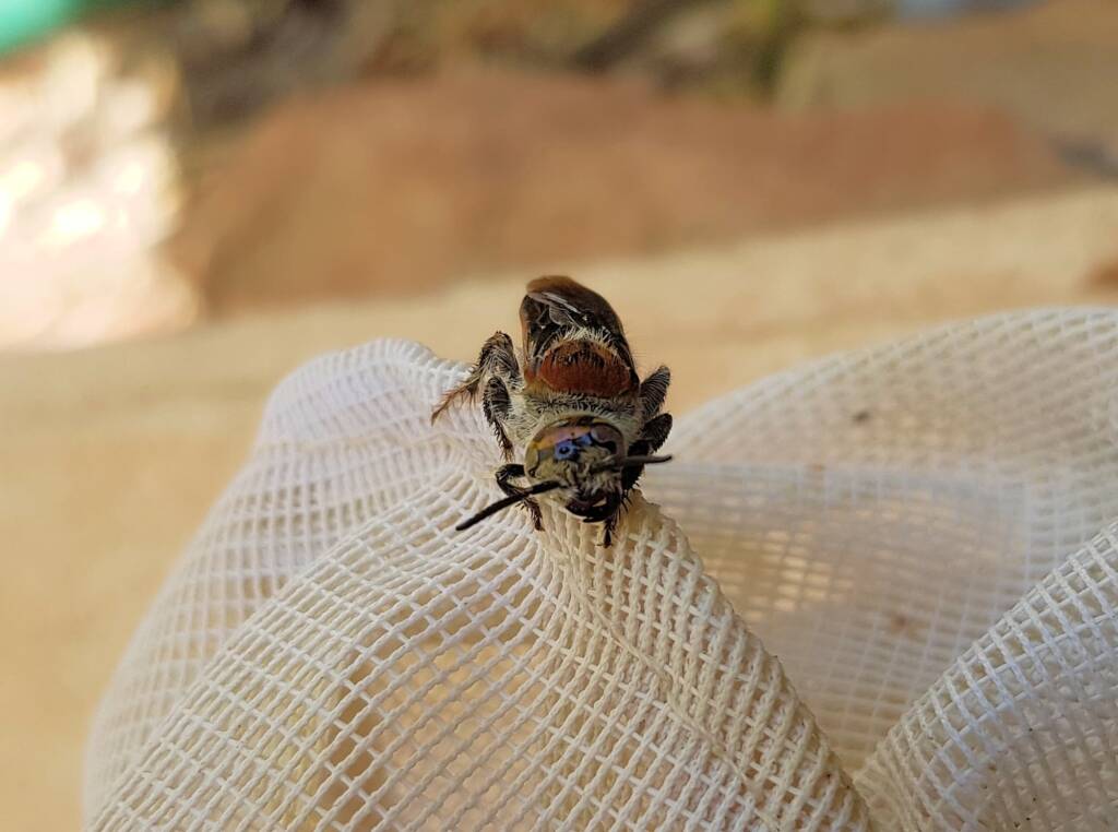 Yellow Hairy Flower Wasp (Radumeris radula), Alice Springs NT