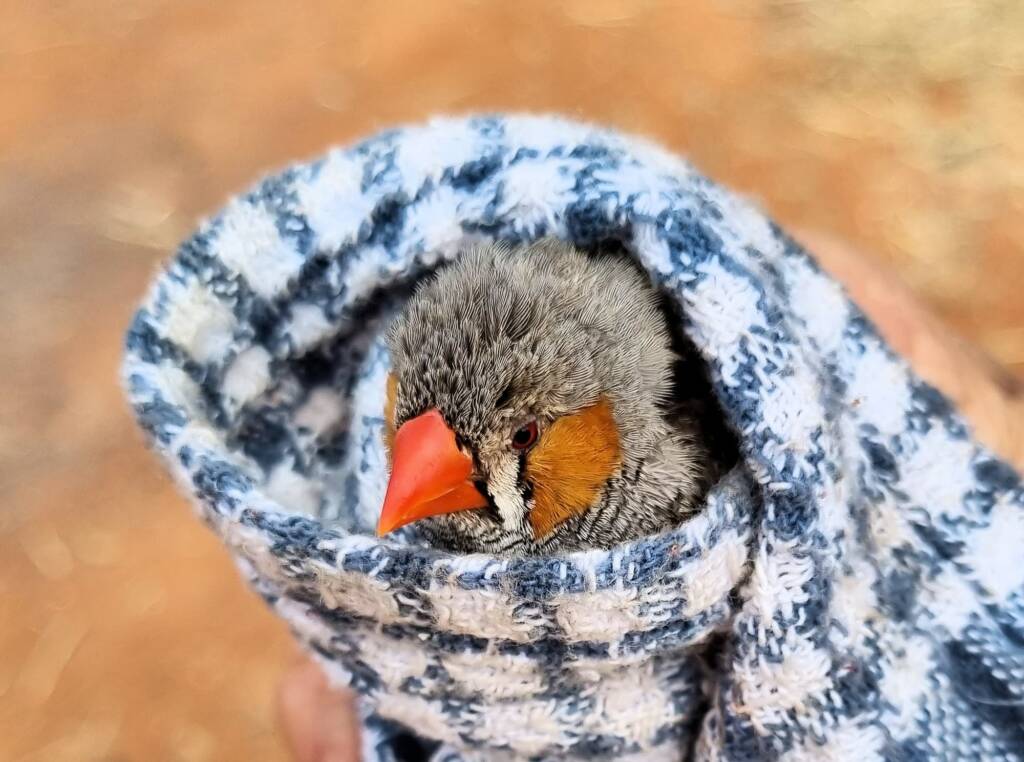 Zebra Finch (Taeniopygia guttata), Newhaven Wildlife Sanctuary © Dorothy Latimer