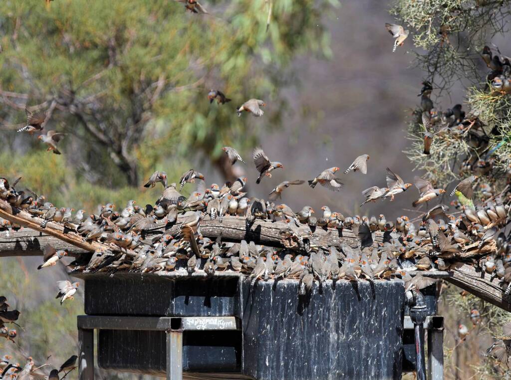Zebra Finches (Taeniopygia guttata), Newhaven Wildlife Sanctuary NT © Dorothy Latimer