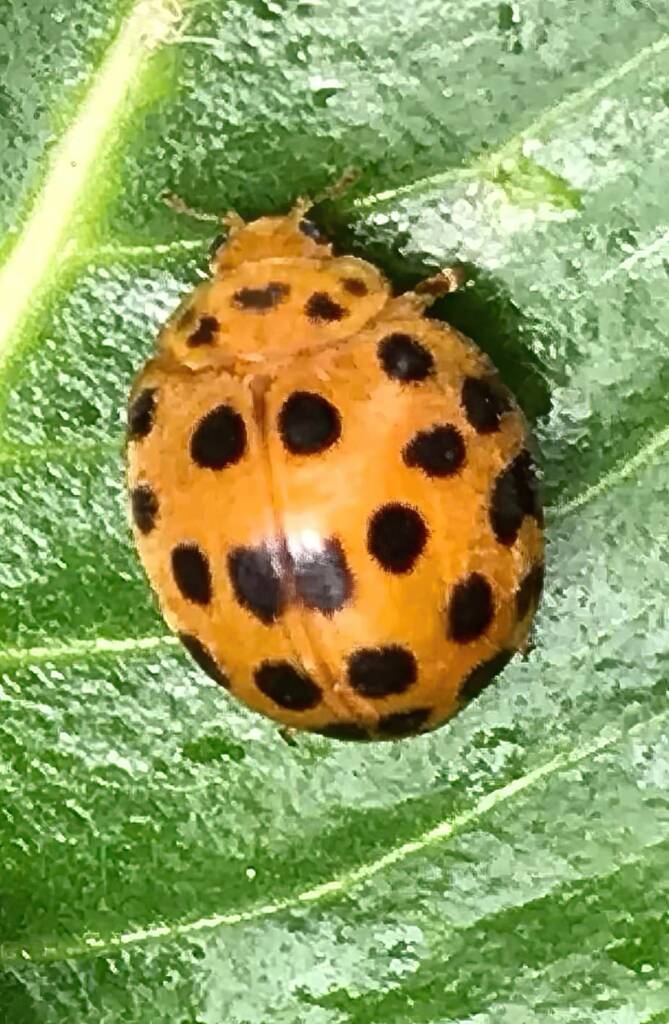 28 Spotted Ladybird Beetle (Epilachna vigintioctopunctata), Roma QLD