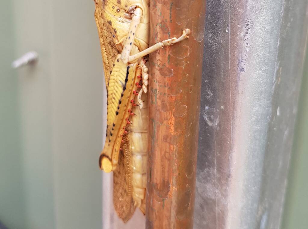 Adult female Giant Grasshopper nymph (Valanga irregularis), Alice Springs NT