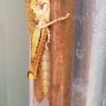 Adult female Giant Grasshopper nymph (Valanga irregularis), Alice Springs NT