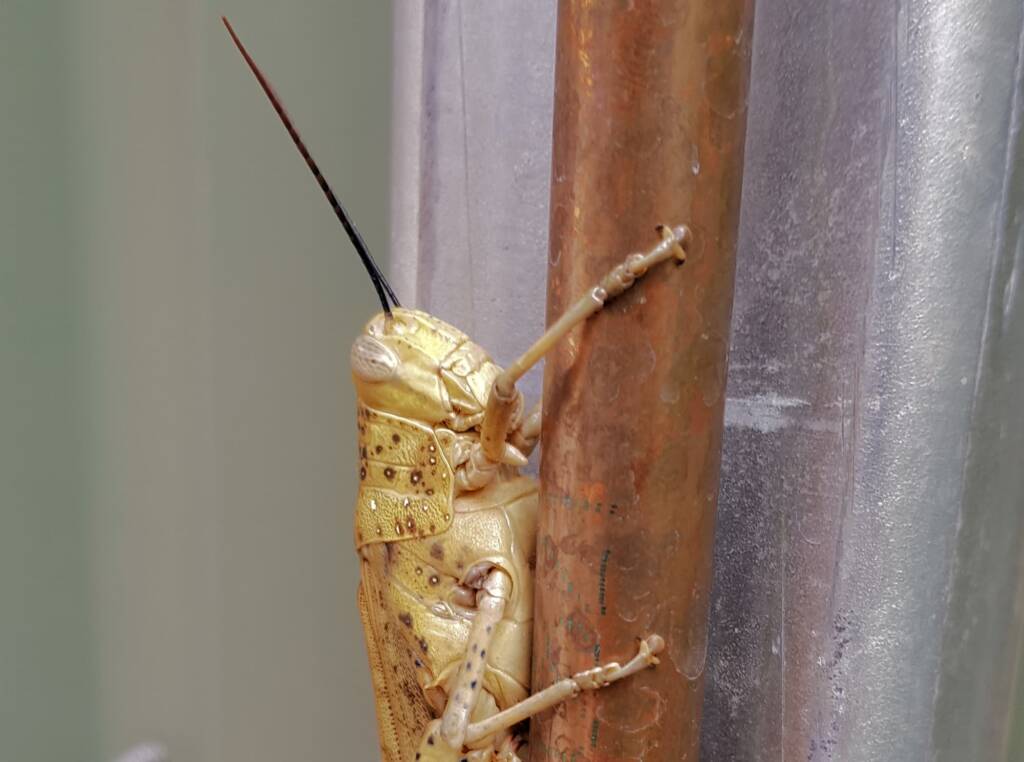 Adult female Giant Grasshopper nymph (Valanga irregularis), Alice Springs NT