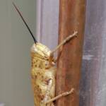 Adult female Giant Grasshopper nymph (Valanga irregularis), Alice Springs NT