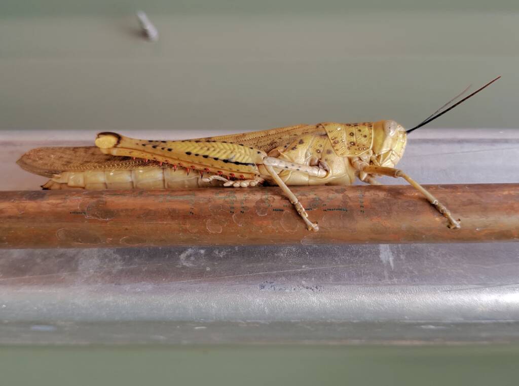 Adult female Giant Grasshopper nymph (Valanga irregularis), Alice Springs NT