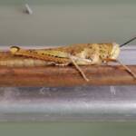 Adult female Giant Grasshopper nymph (Valanga irregularis), Alice Springs NT