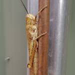 Adult female Giant Grasshopper nymph (Valanga irregularis), Alice Springs NT