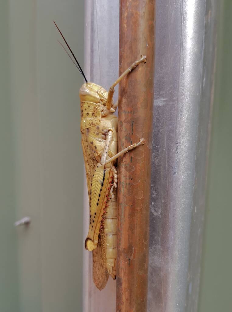 Adult female Giant Grasshopper nymph (Valanga irregularis), Alice Springs NT