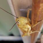 Adult female Giant Grasshopper nymph (Valanga irregularis), Alice Springs NT