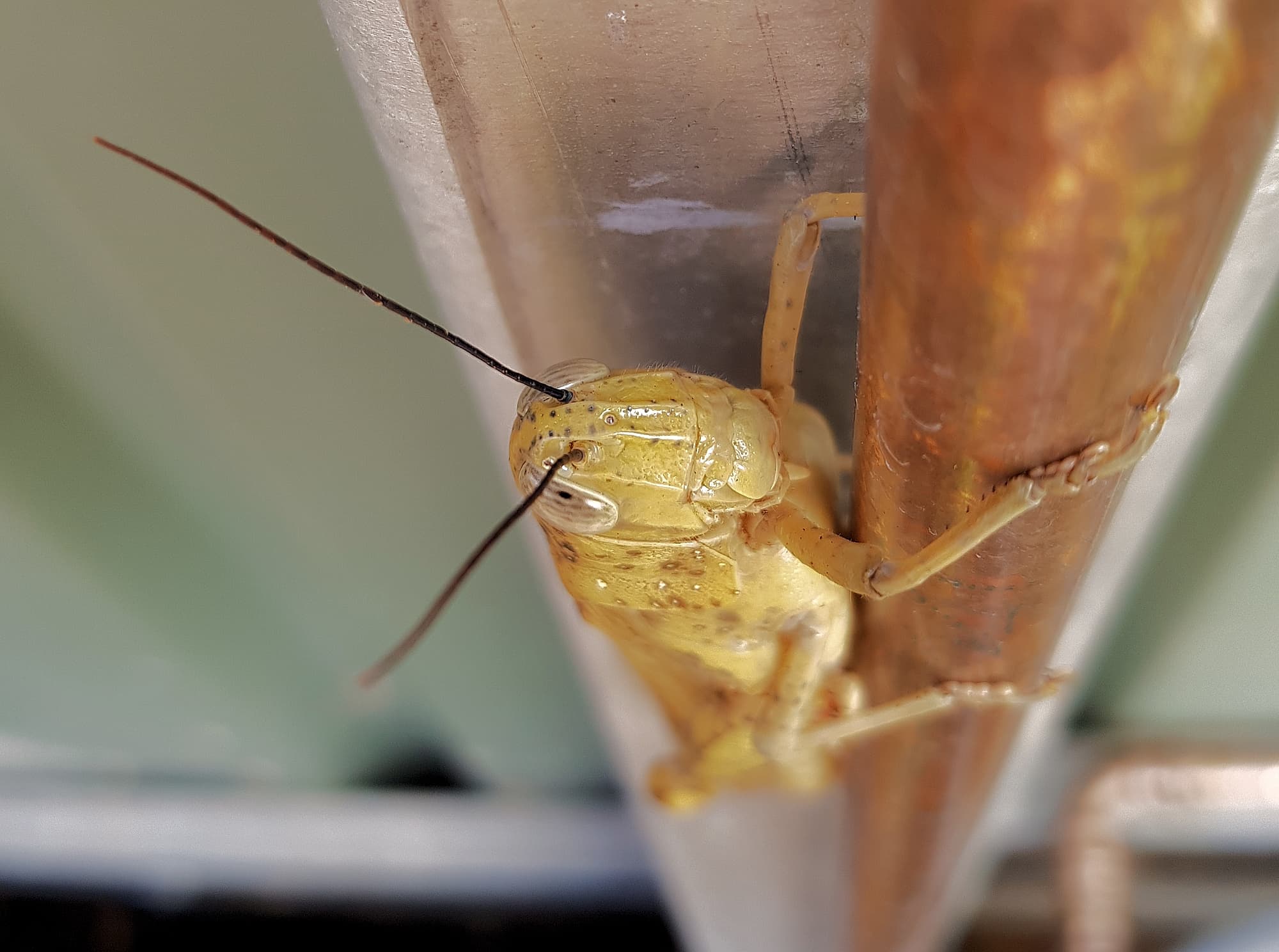 Adult female Giant Grasshopper nymph (Valanga irregularis), Alice Springs NT