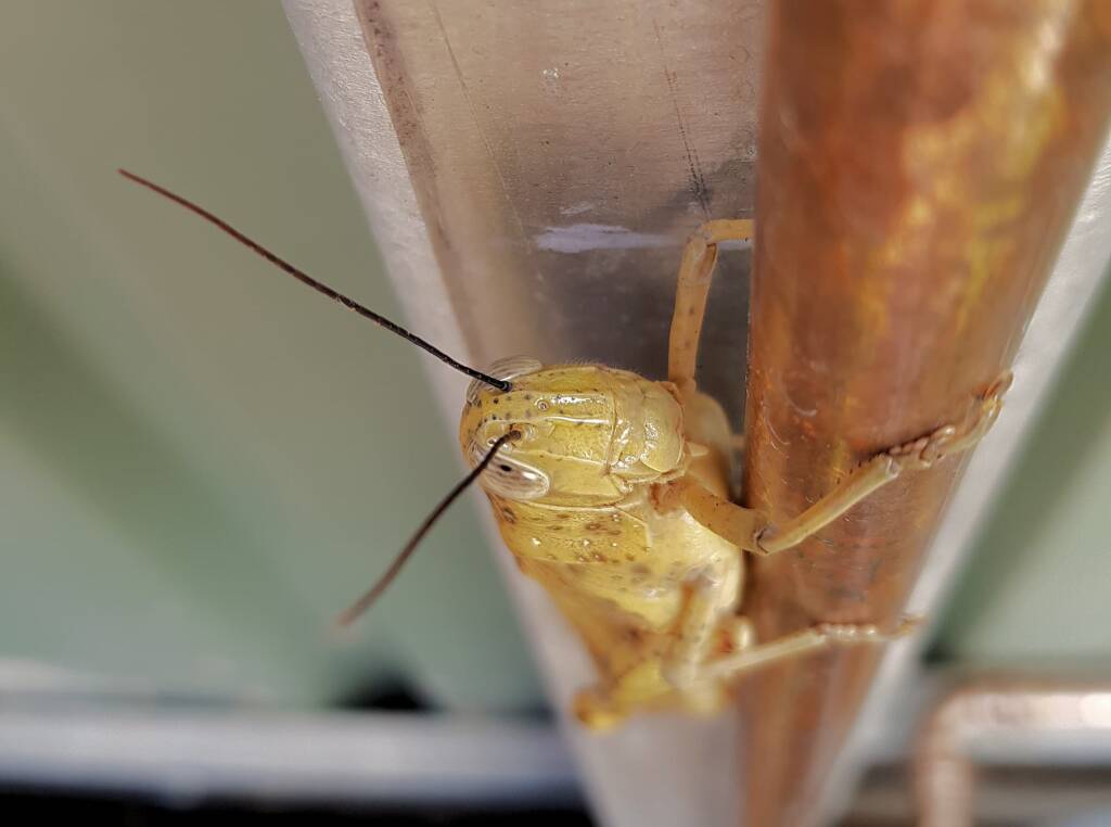 Adult female Giant Grasshopper nymph (Valanga irregularis), Alice Springs NT