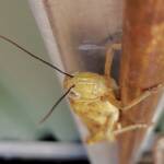 Adult female Giant Grasshopper nymph (Valanga irregularis), Alice Springs NT