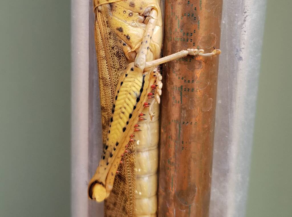 Adult female Giant Grasshopper nymph (Valanga irregularis), Alice Springs NT