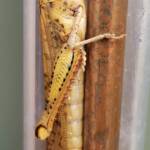 Adult female Giant Grasshopper nymph (Valanga irregularis), Alice Springs NT
