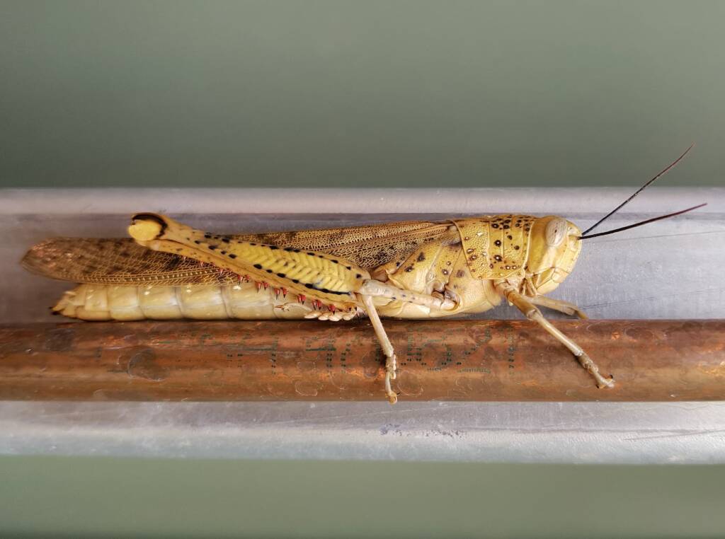 Adult female Giant Grasshopper nymph (Valanga irregularis), Alice Springs NT