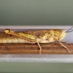 Adult female Giant Grasshopper nymph (Valanga irregularis), Alice Springs NT