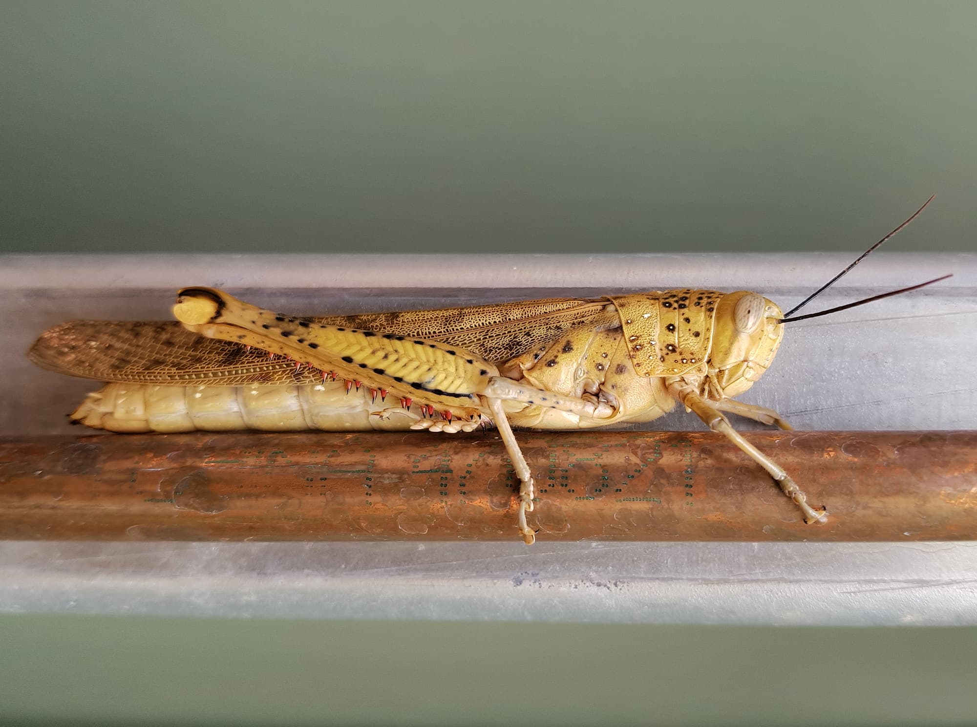 Adult female Giant Grasshopper nymph (Valanga irregularis), Alice Springs NT