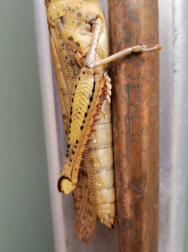 Adult female Giant Grasshopper nymph (Valanga irregularis), Alice Springs NT