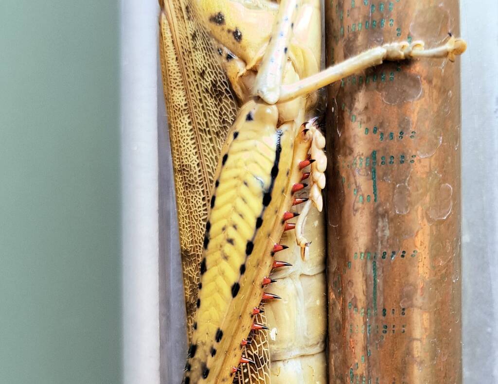 Adult female Giant Grasshopper nymph (Valanga irregularis), Alice Springs NT