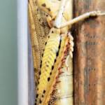 Adult female Giant Grasshopper nymph (Valanga irregularis), Alice Springs NT