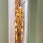 Adult female Giant Grasshopper nymph (Valanga irregularis), Alice Springs NT