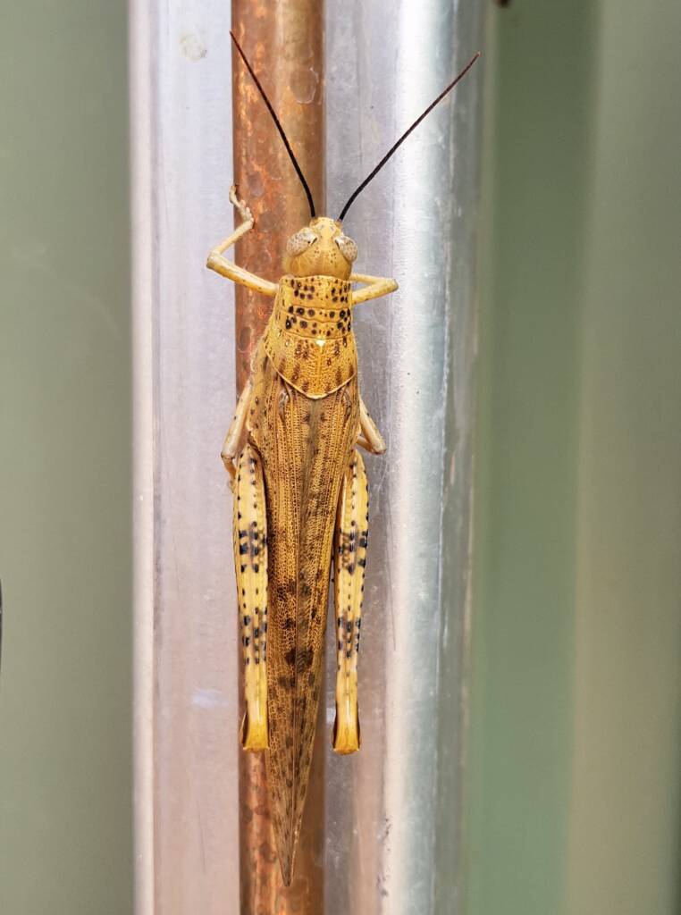 Adult female Giant Grasshopper nymph (Valanga irregularis), Alice Springs NT