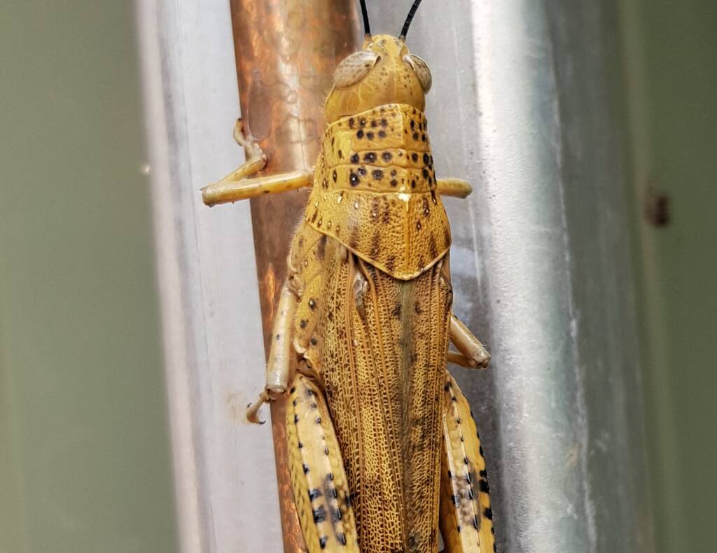 Adult female Giant Grasshopper nymph (Valanga irregularis), Alice Springs NT