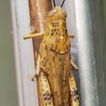 Adult female Giant Grasshopper nymph (Valanga irregularis), Alice Springs NT