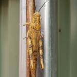 Adult female Giant Grasshopper nymph (Valanga irregularis), Alice Springs NT