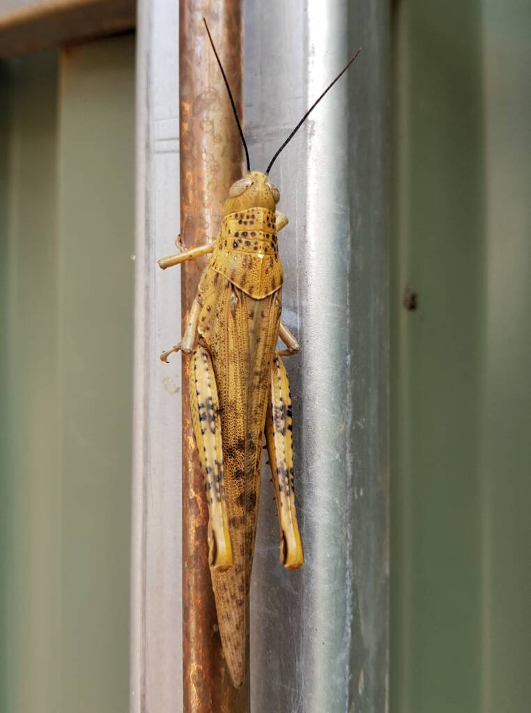 Adult female Giant Grasshopper nymph (Valanga irregularis), Alice Springs NT