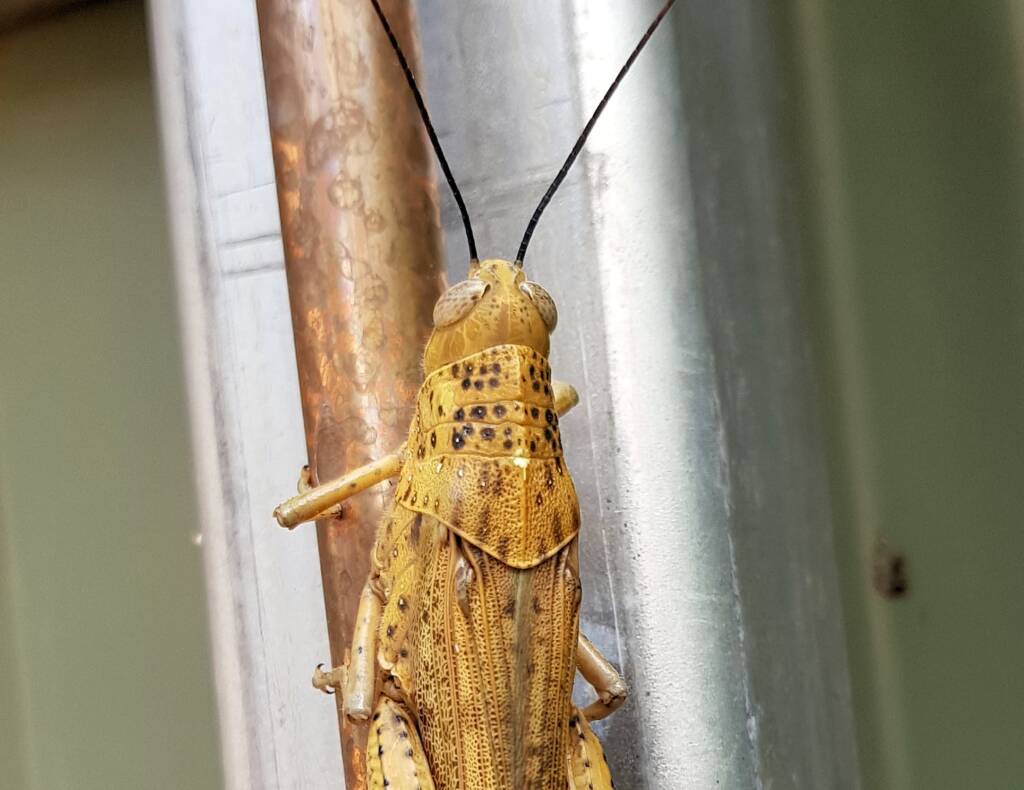 Adult female Giant Grasshopper nymph (Valanga irregularis), Alice Springs NT