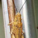 Adult female Giant Grasshopper nymph (Valanga irregularis), Alice Springs NT