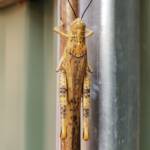 Adult female Giant Grasshopper nymph (Valanga irregularis), Alice Springs NT