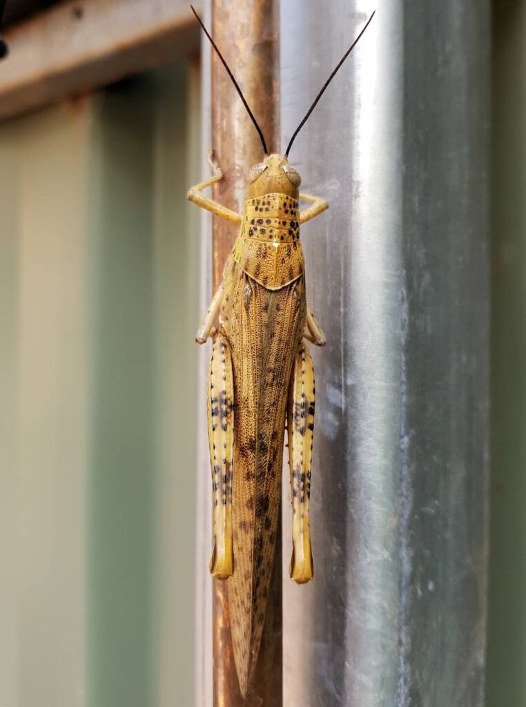 Adult female Giant Grasshopper nymph (Valanga irregularis), Alice Springs NT