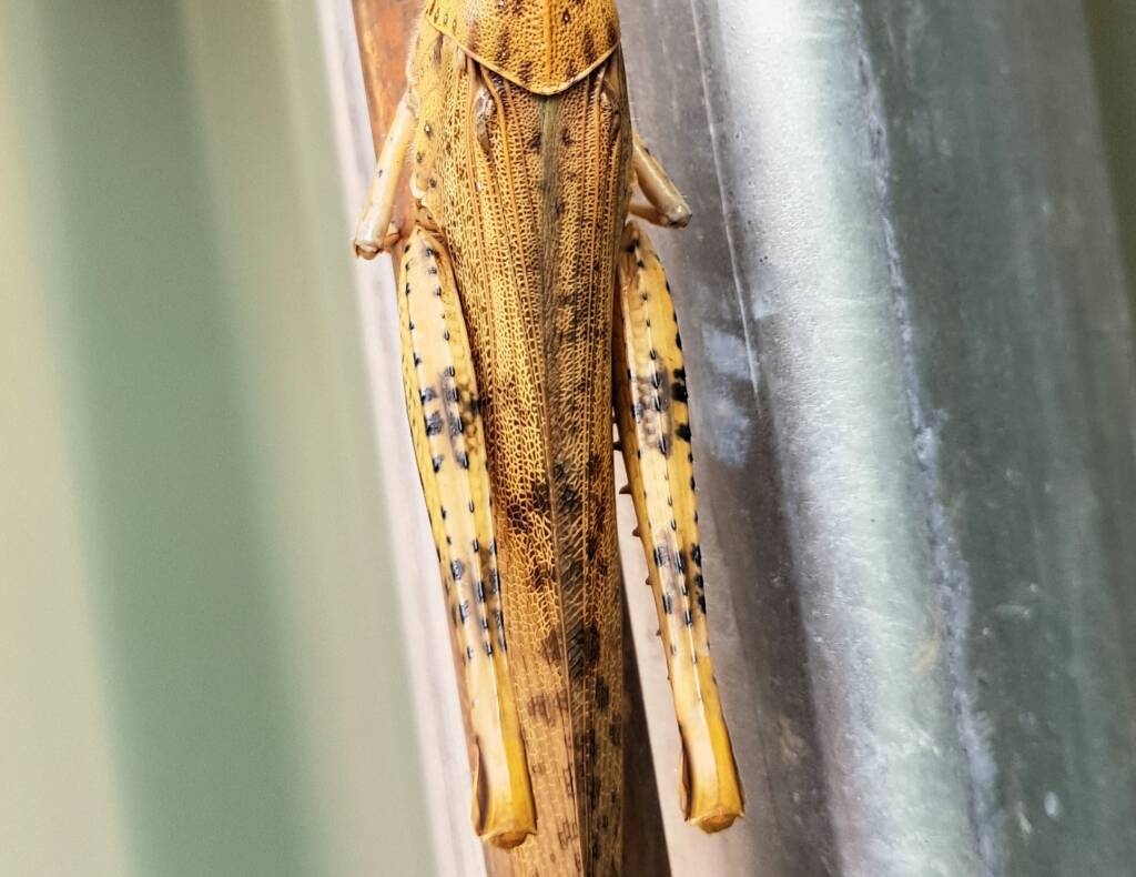 Adult female Giant Grasshopper nymph (Valanga irregularis), Alice Springs NT