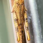 Adult female Giant Grasshopper nymph (Valanga irregularis), Alice Springs NT