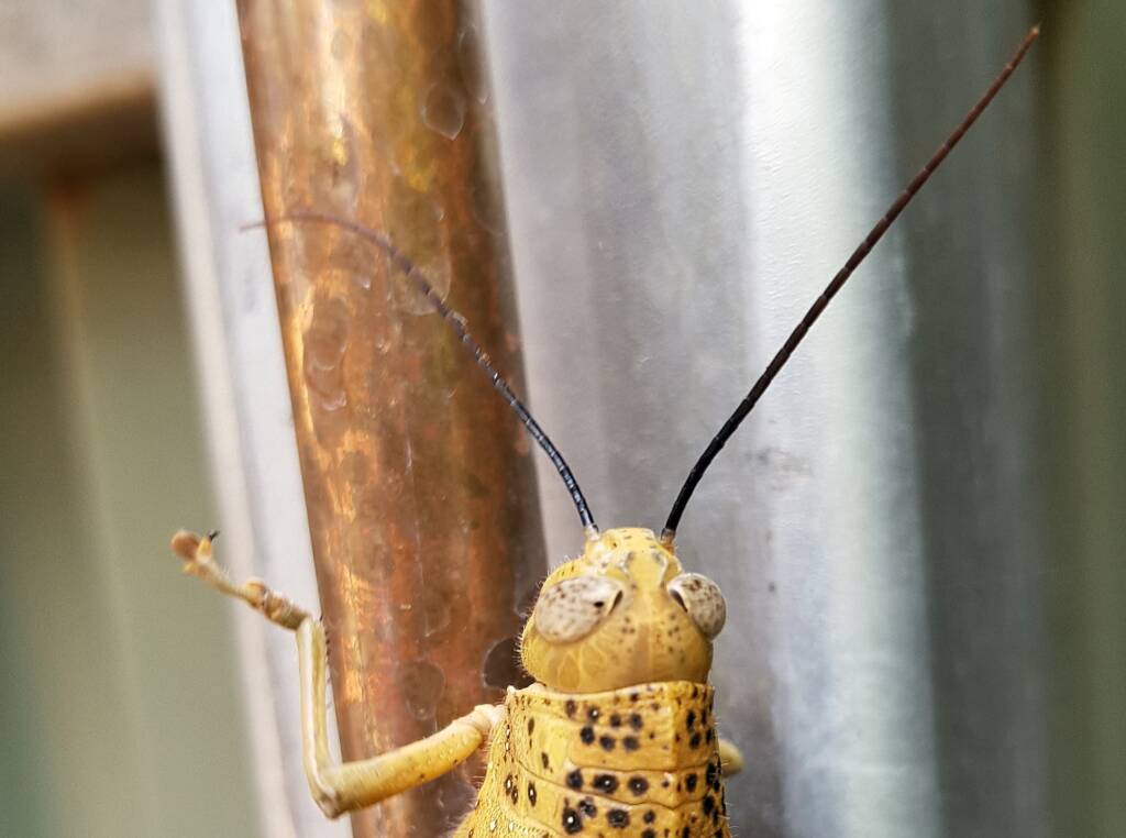 Adult female Giant Grasshopper nymph (Valanga irregularis), Alice Springs NT