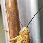 Adult female Giant Grasshopper nymph (Valanga irregularis), Alice Springs NT