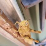 Adult female Giant Grasshopper nymph (Valanga irregularis), Alice Springs NT